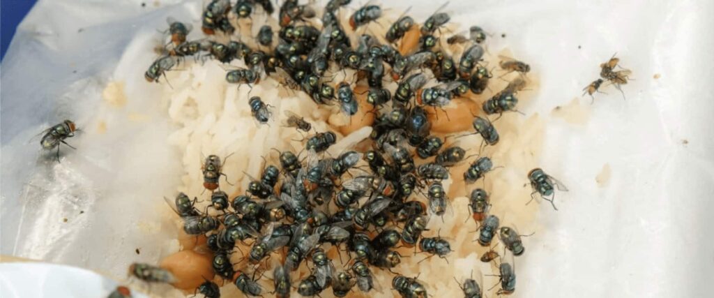 houseflies