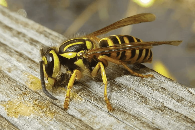 yellow bee