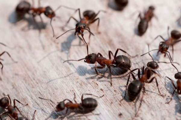 ant control vaughan