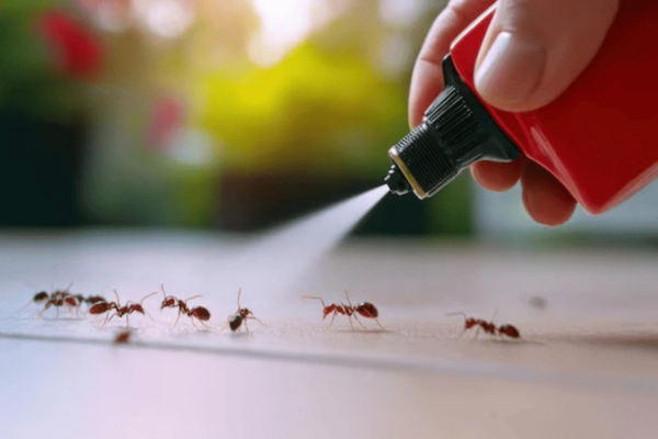 ant control service