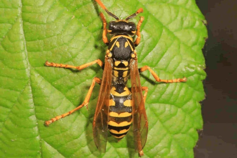 yellow jacket bee