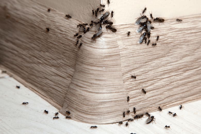 ant colony