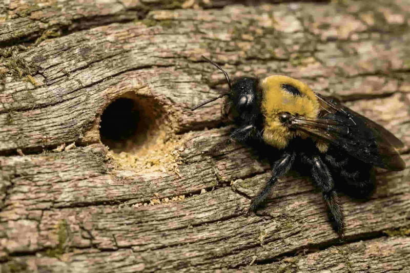 carpenter bee control