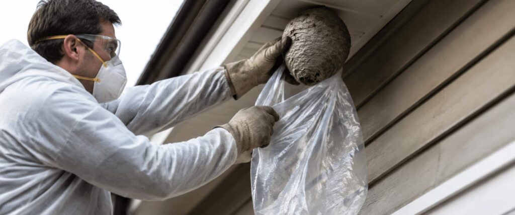 man removing bee wasp