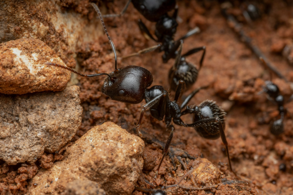 carpenter ants