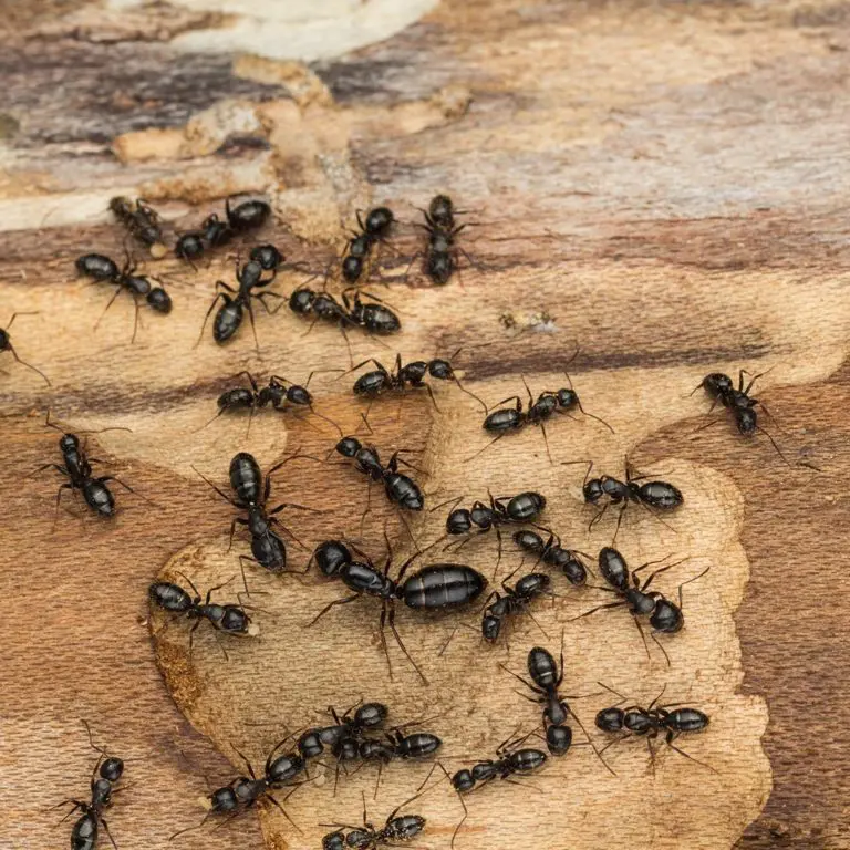 ants