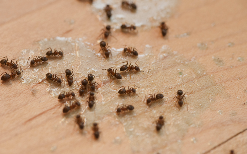 ant control