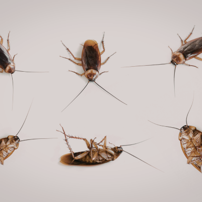 cockroach control