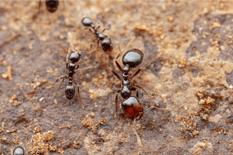 ant control