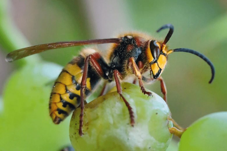 carpenter bee