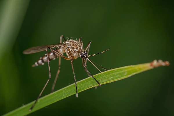 mosquito