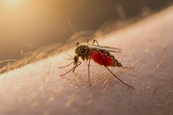 mosquito control 02