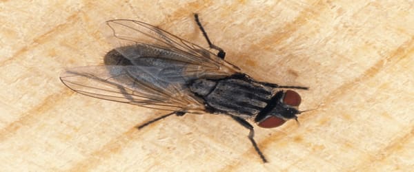 house fly