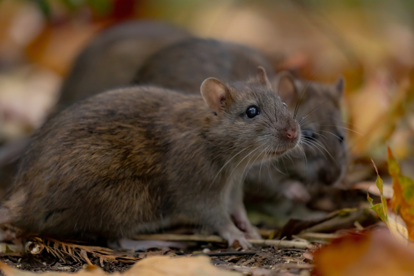 rodent control