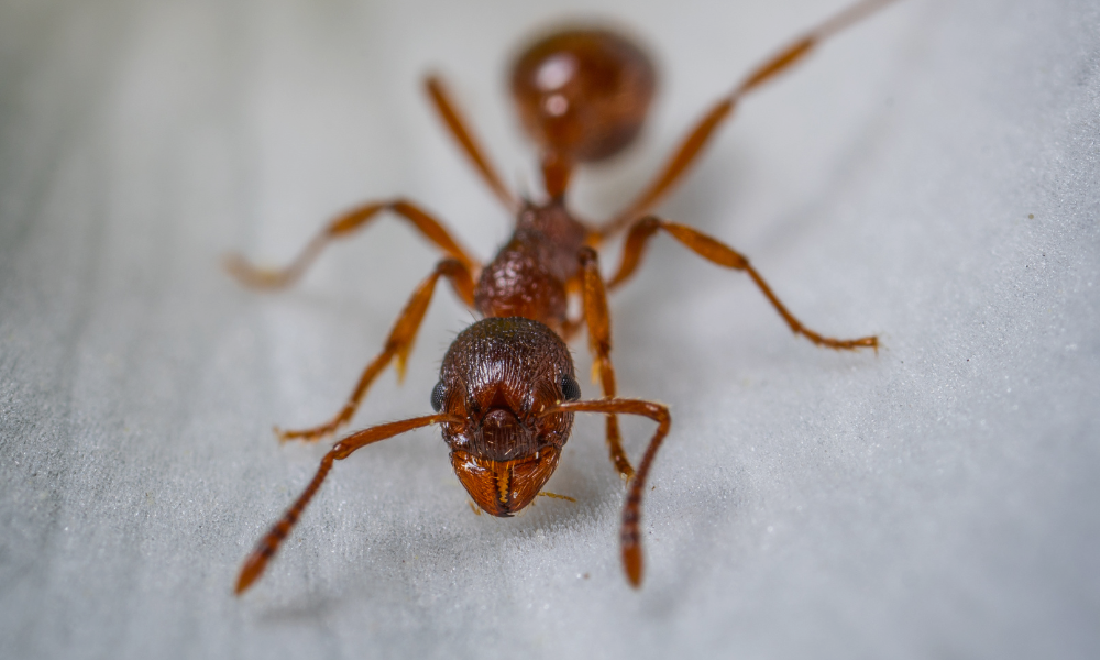 pharaoh ant