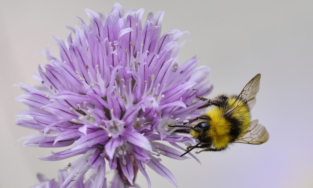 bumble bee control