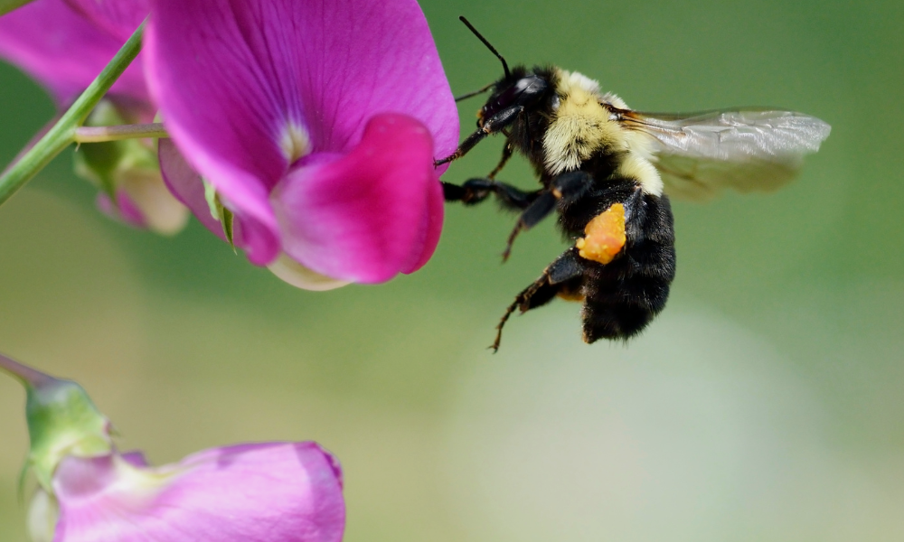 bumble bee
