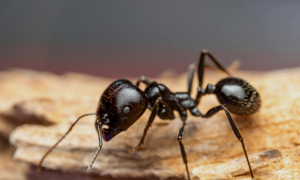 carpenter ant