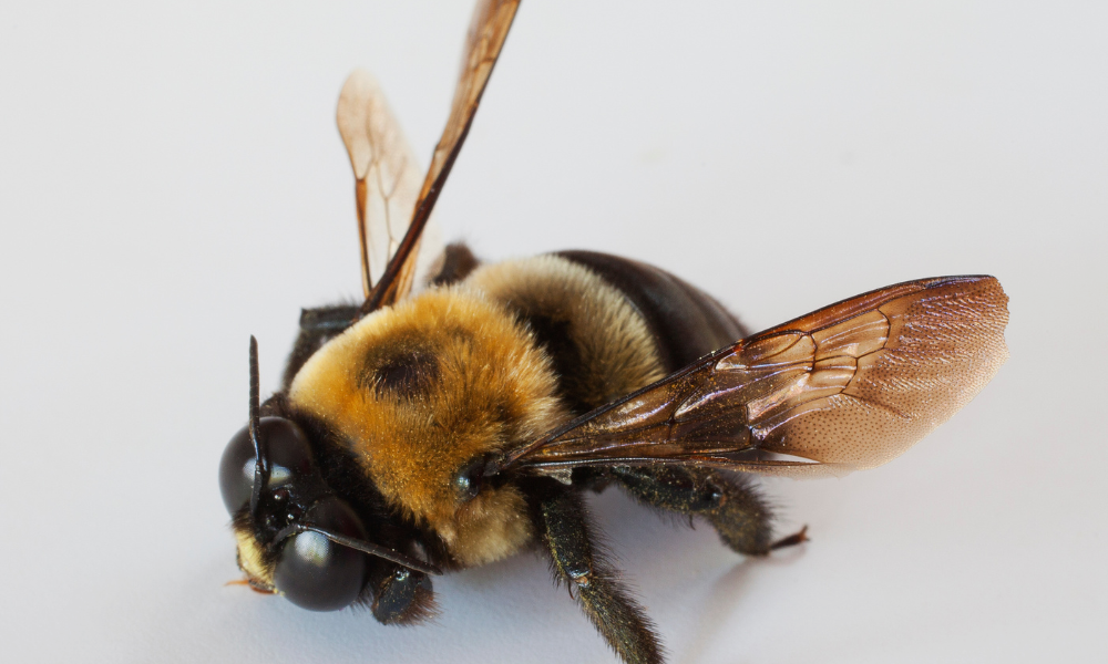 carpenter bees