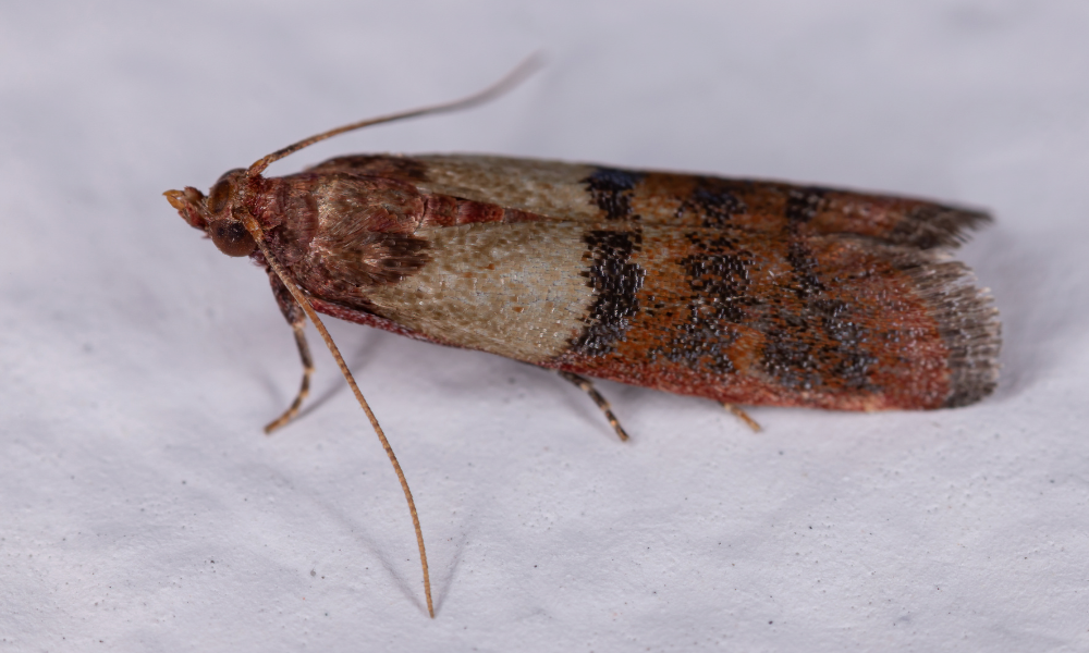 pantry pests