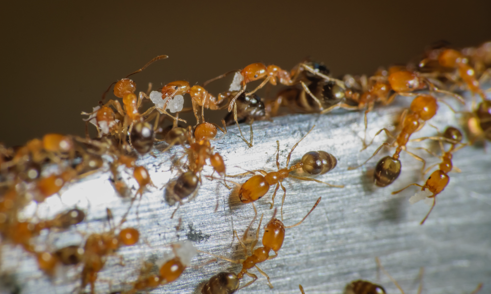 pharaoh ants

