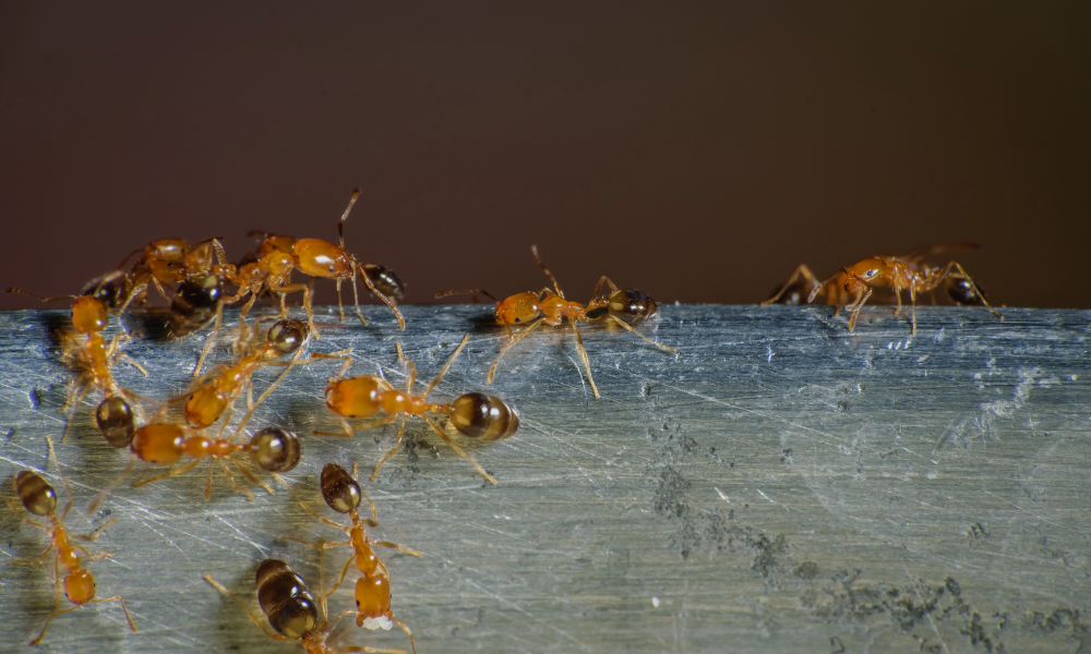 pharoah ant