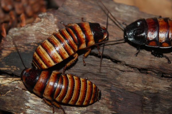 brown band cockroach