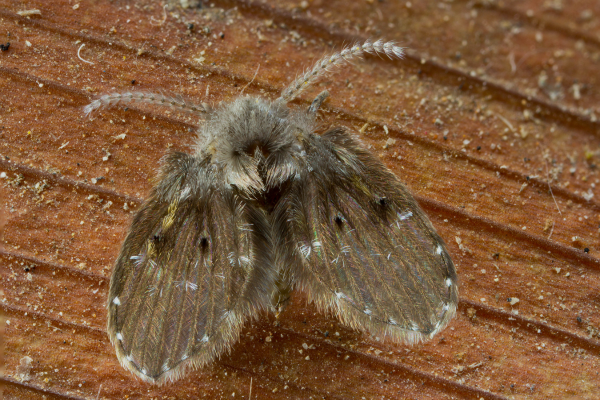 Drain Fly
