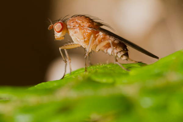 fruit flies