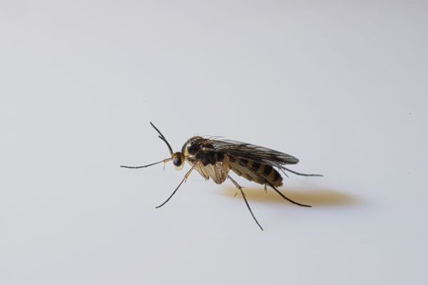 Fungus Gnats