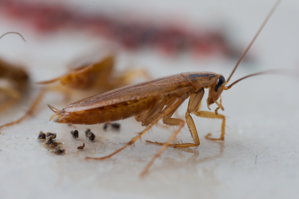 german cockroach