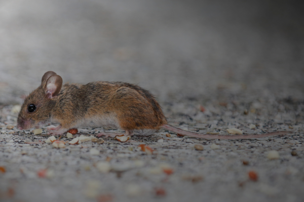 mice