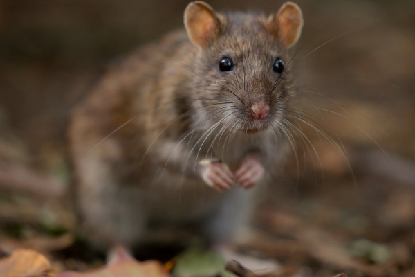 rat