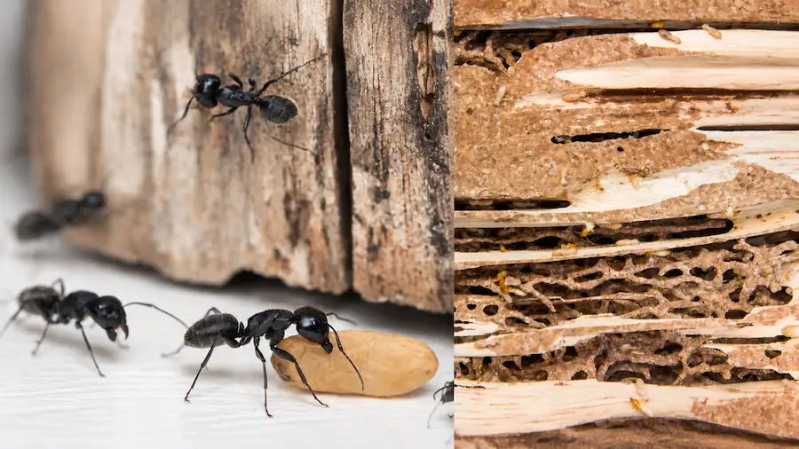 carpenter ants vs termites