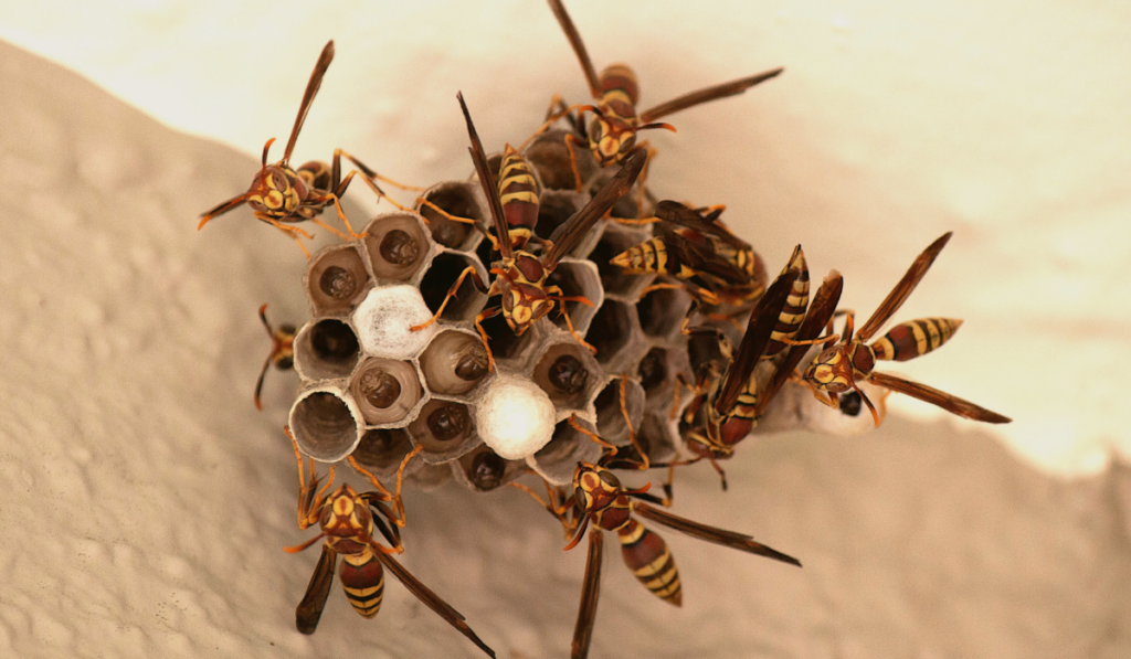 wasps
