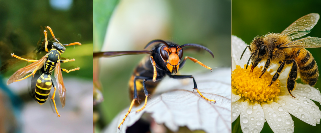 wasps vs hornets vs bees