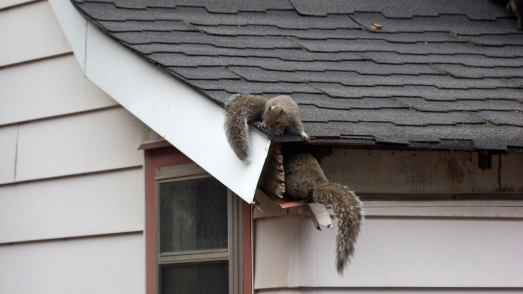 squirrel removal cost