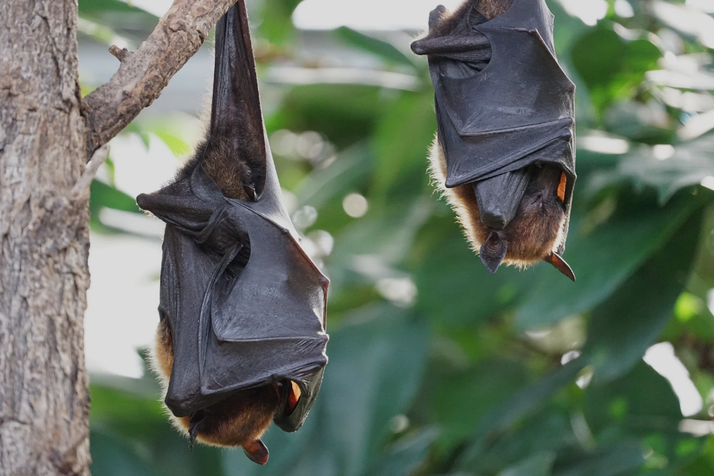 bat removal