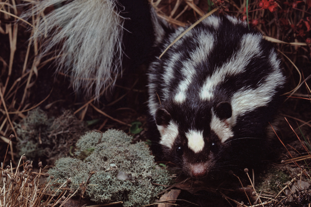 skunk removal