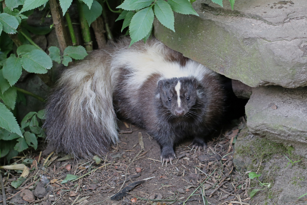 skunks