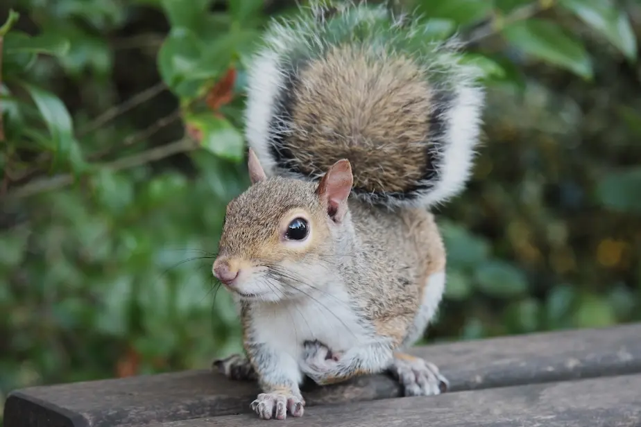 squirrel control