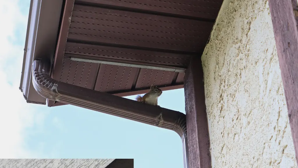 Squirrel removal service