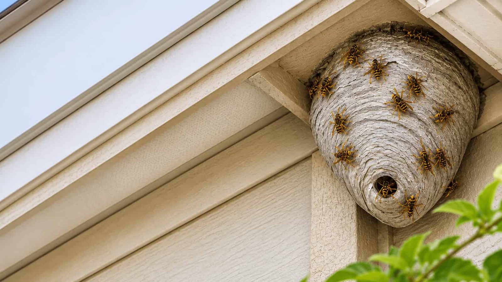 bees nest