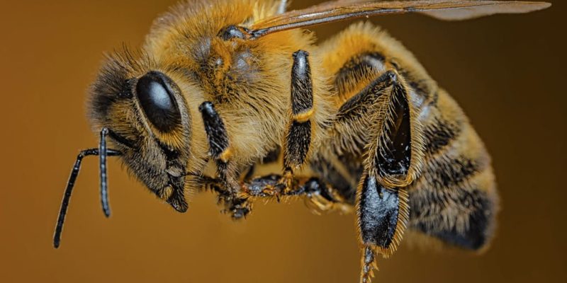 wasp control