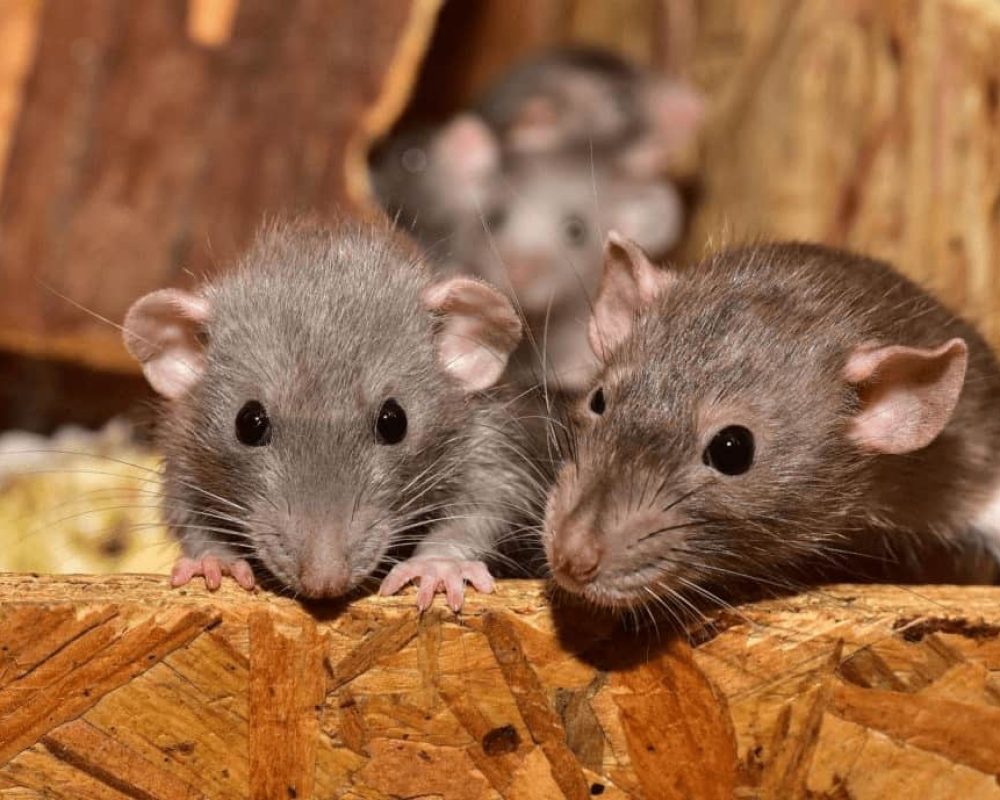 cute-3284412_1920-1024x689