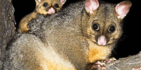 opossums-r8e9cmcgqn1hi91wo40df18mnjdejuot95uhltxsxk